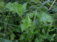 Blitum bonus-henricus Stjärneholms borgruin, Skurup, Skåne, Sweden 20170706_0001