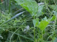 Blitum bonus-henricus Stjärneholms borgruin, Skurup, Skåne, Sweden 20170706_0002