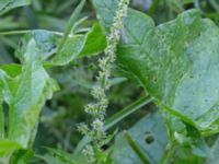 Blitum bonus-henricus Stjärneholms borgruin, Skurup, Skåne, Sweden 20170706_0003