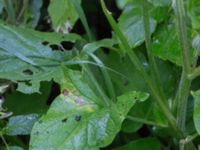 Blitum bonus-henricus Stjärneholms borgruin, Skurup, Skåne, Sweden 20170706_0005