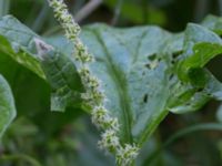 Blitum bonus-henricus Stjärneholms borgruin, Skurup, Skåne, Sweden 20170706_0007