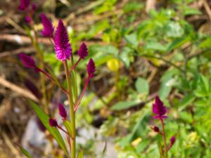 Celosia spicata - Wheatstraw Celosia