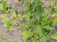 Chenopodiastrum hybridum Lokstallarna, Malmö, Skåne, Sweden 20160725_0064