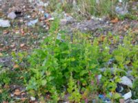 Chenopodiastrum hybridum Lokstallarna, Malmö, Skåne, Sweden 20181020_0081