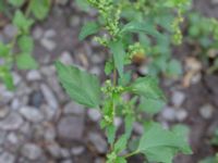 Chenopodiastrum ruderale Allhelgonakyrkan, Lund, Skåne, Sweden 20180620_0109