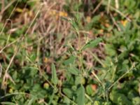 Chenopodium album Ödetomterna, Bunkeflo strandängar, Malmö, Skåne, Sweden 20181101_0023