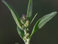 Chenopodium album Ödetomterna, Bunkeflo strandängar, Malmö, Skåne, Sweden 20181101_0027