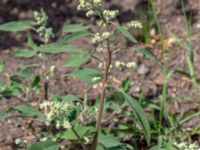 Chenopodium album Botaniska trädgården, Lund, Skåne, Sweden 20180709_0055