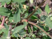 Chenopodium album Botaniska trädgården, Lund, Skåne, Sweden 20180709_0058