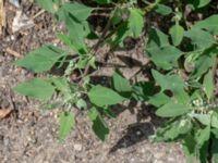 Chenopodium album Botaniska trädgården, Lund, Skåne, Sweden 20180709_0059