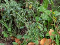 Chenopodium album Centralen, Malmö, Skåne, Sweden 20181020_0063