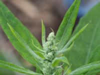 Chenopodium album Jorddeponi Sliparebacken, Lund, Skåne, Sweden 20170710_0086