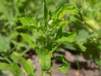 Chenopodium ficifolium Ödetomterna, Bunkeflo strandängar, Malmö, Skåne, Sweden 20170613_0016