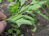 Chenopodium ficifolium Ödetomterna, Bunkeflo strandängar, Malmö, Skåne, Sweden 20170613_0017