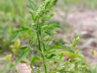 Chenopodium ficifolium Östra kyrkogården, Malmö, Skåne, Sweden 20190611_0033