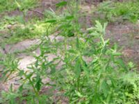 Chenopodium ficifolium Botaniska trädgården, Lund, Skåne, Sweden 20180709_0033