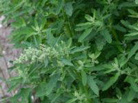 Chenopodium ficifolium Svanetorpsvägen, Åkarp, Lomma, Skåne, Sweden 20170723_0012