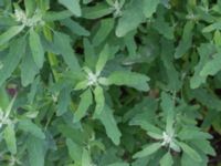 Chenopodium ficifolium Svanetorpsvägen, Åkarp, Lomma, Skåne, Sweden 20170723_0013