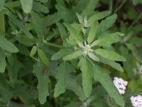 Chenopodium ficifolium Svanetorpsvägen, Åkarp, Lomma, Skåne, Sweden 20170723_0014