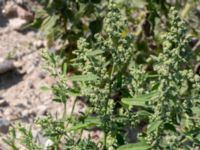 Chenopodium ficifolium Utfyllnad Oljesjön, Malmö, Skåne, Sweden 20200817_0038