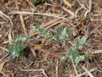 Chenopodium striatiforme V Sandbyavtaget, Mörbylånga, Öland, Sweden 20180810_0085