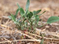 Chenopodium striatiforme V Sandbyavtaget, Mörbylånga, Öland, Sweden 20180810_0089