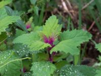 Chenopodium suecicum Katrinetorp, Malmö, Skåne, Sweden 20170827_0010