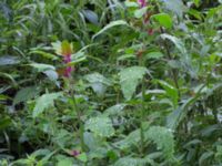 Chenopodium suecicum Katrinetorp, Malmö, Skåne, Sweden 20170827_0027