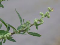 Chenopodium suecicum Rampen Köpenhamnsstigen, Ribersborg, Malmö, Skåne, Sweden 20220716_0011