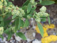 Chenopodium suecicum Sydkajen Malmö, Skåne, Sweden 20170826_0023