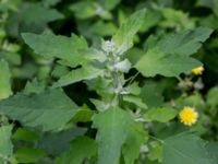 Chenopodium suecicum Valdemarsro, Malmö, Skåne, Sweden 20150802_0013