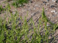 Corispermum intermedium Vipelyckan, Lund, Skåne, Sweden 20190825_0022