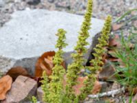 Dysphania botrys Kilgatan, Västra hamnen, Malmö, Skåne, Sweden 20181021_0134