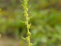 Dysphania pumilio Lokstallarna, Malmö, Skåne, Sweden 20160922_0043