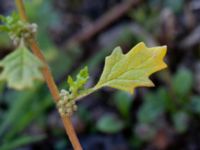 Dysphania pumilio Lokstallarna, Malmö, Skåne, Sweden 20181020_0094