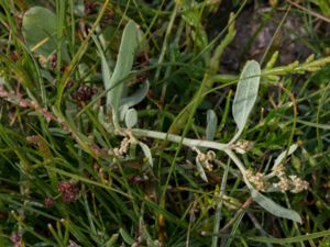 Halimione pedunculata - Pedunculate Sea-purslane - Saltmålla