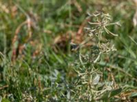 Halimione pedunculata Tygelsjöbäckens mynning, Tygelsjö ängar, Malmö, Skåne, Sweden 20150822_0058