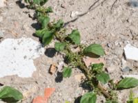 Lipandra polysperma Jordhögar S grodreservatet, Norra hamnen, Malmö, Skåne, Sweden 20160731_0060