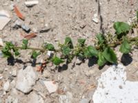 Lipandra polysperma Jordhögar S grodreservatet, Norra hamnen, Malmö, Skåne, Sweden 20160731_0061