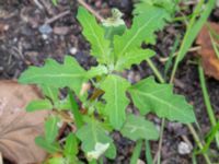 Oxybasis glauca Botaniska trädgården, Lund, Skåne, Sweden 20180819_0027