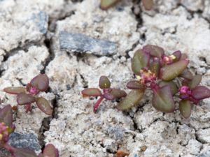 Oxybasis rubra - Red Goosefoot - Rödmålla