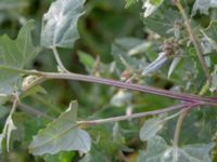 Oxybasis rubra Hamnen, Mölle, Höganäs, Skåne, Sweden 20180718_0208