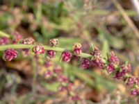 Oxybasis rubra Hamnen, Mölle, Höganäs, Skåne, Sweden 20180718_0211