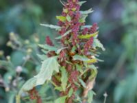 Oxybasis rubra Jordhögar S grodreservatet, Norra hamnen, Malmö, Skåne, Sweden 20160924_0056