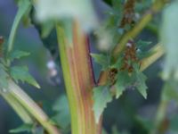 Oxybasis rubra Jordhögar S grodreservatet, Norra hamnen, Malmö, Skåne, Sweden 20160924_0057