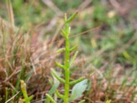 Salicornia europaea Ödetomterna, Bunkeflo strandängar, Malmö, Skåne, Sweden 20180717_0040