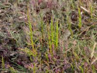 Salicornia europaea Terekudden, Bunkeflo strandängar, Malmö, Skåne, Sweden 20150724_0014