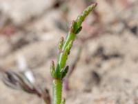 Salicornia procumbens Stora Keholmen, Vallda Sandö, Kungsbacka, Halland, Sweden 20190716_0328