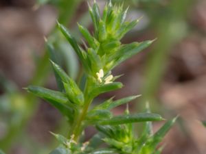 Salsola kali - Prickly Saltwort - Sodaört