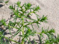 Salsola kali Gamla Viken, Helsingborg, Skåne, Sweden 20180702_0014